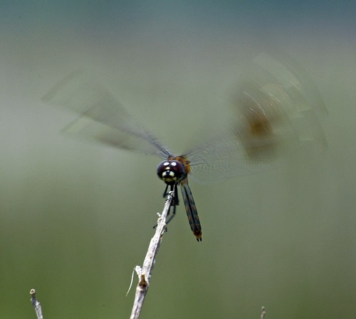 Female
2005_07_03_FL
